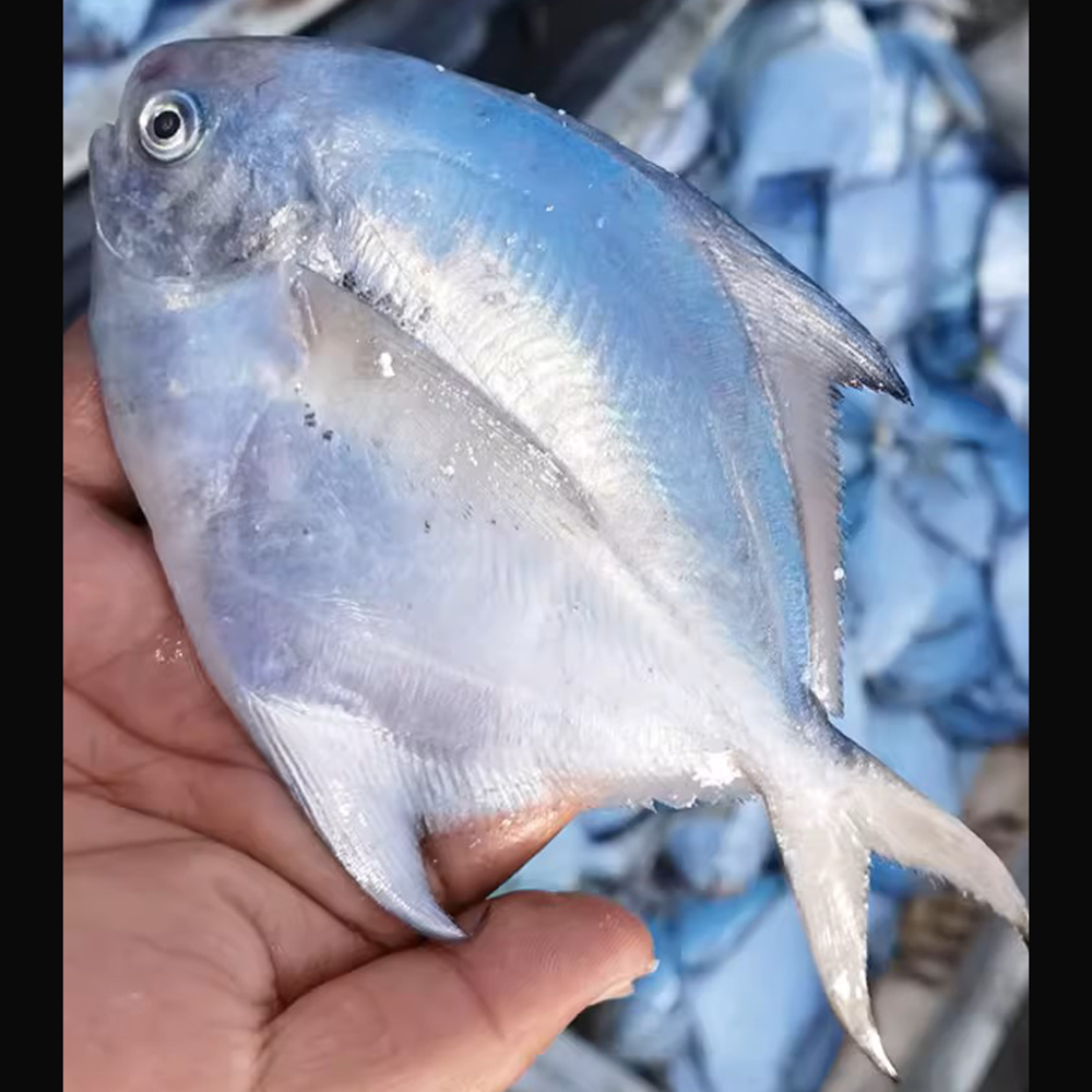 悅生活--鮮市集 印度洋野生帝王級白鯧魚(300~400g±5%/尾)