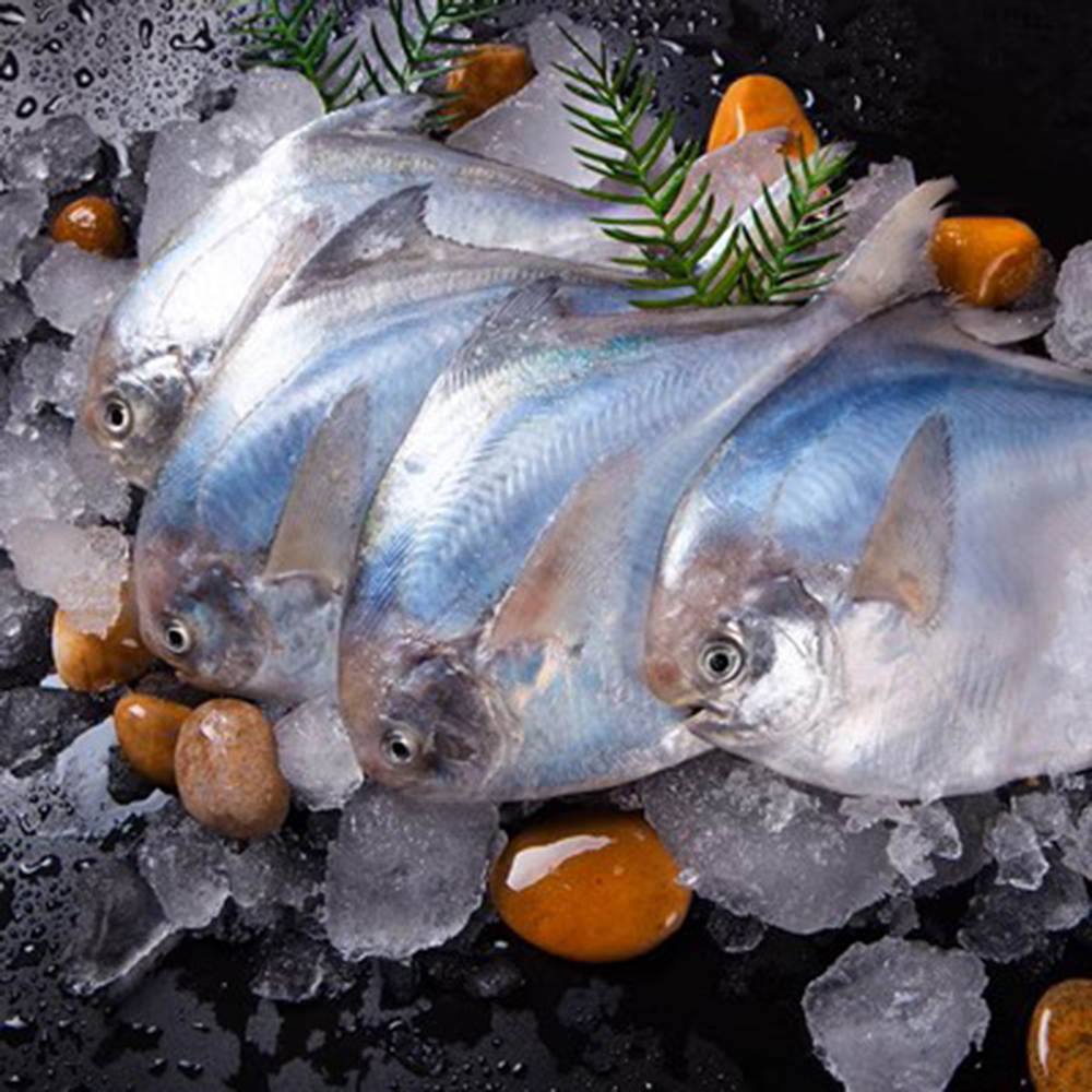 悅生活--鮮市集 印度洋野生帝王級白鯧魚(300~400g±5%/尾)