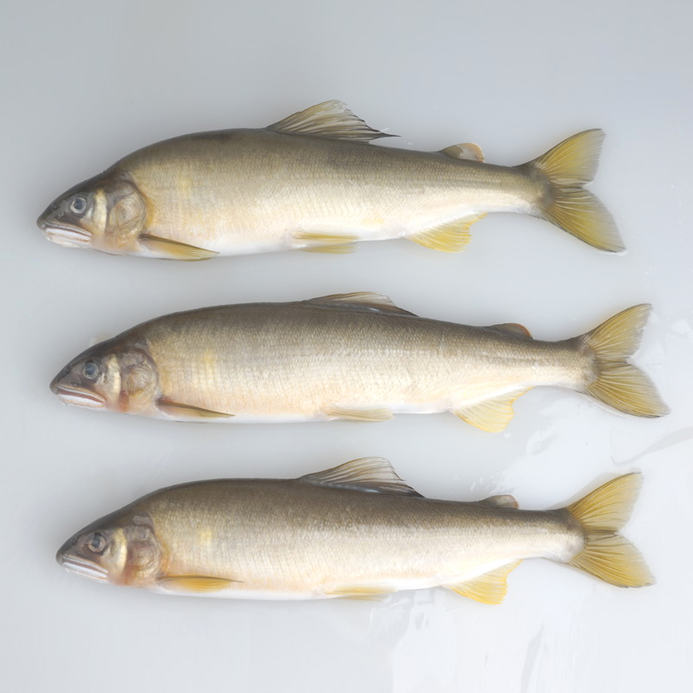 悅生活--鮮市集 黃金公香魚 1000g±5/盒 (7~8尾/盒)