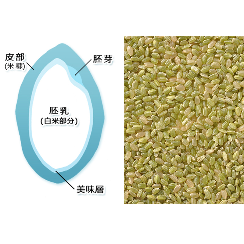 悅生活--谷穗 特A級 新潟縣高營養補給糙米 100%日本直送/2kg/包